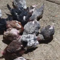 ۱۰عددمرغ ۲سال تخم میزارن هرروز|حیوانات مزرعه|زرین دشت (همدان), |دیوار