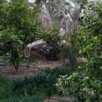 باغچه 425متر خفر|فروش زمین و ملک کلنگی|شیراز, شهرک گلها|دیوار