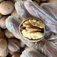 گردو ارگانیک امسالی بسیار با کیفیت