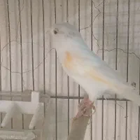 قناری ماده آماده