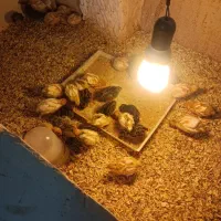 بلدرچین