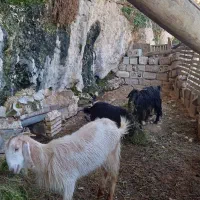 سه راس بز جوان