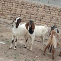 بز  استاق چاق،بز. بزقاله