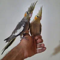 عروس هلندی سینامون آهویی دستی و رام نر و ماده|پرنده|تهران, مشیریه|دیوار