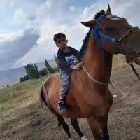 اسب کرد شش دانک اروم