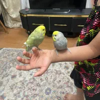 مرغ عشق قناری باغ