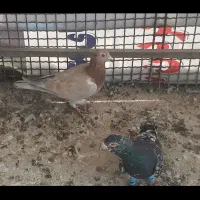 چند تا حیوان فروش|پرنده|بجنورد, |دیوار