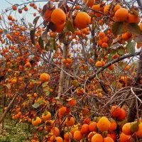 خرمالو شیرین خانگی