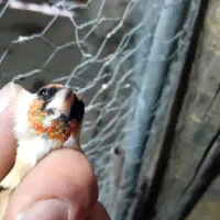 سره هر دو ماده هستند|پرنده|صوفیان, |دیوار