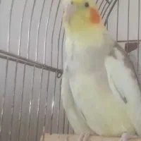 عروس هلندی|پرنده|هشتگرد, شهرک وحدت|دیوار