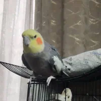 عروس هلندی جفت