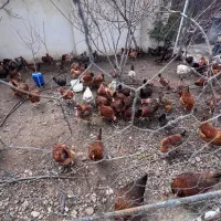۱۵۰تا مرغ و خروس و تخم گزار همگی جوان