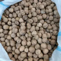 گردو تویسرکان