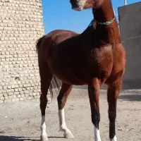 مادیان ۵ نشون،۴ قلم سفید،پیشانی سفید،سر و دم گیر|اسب و تجهیزات اسبسواری|رباطکریم, انجم آباد|دیوار