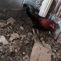 خروس لاری 3تومن