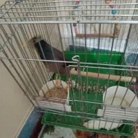 عروس هلندی با مرغ مینا