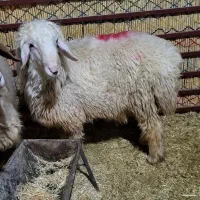 بره|حیوانات مزرعه|شباب, |دیوار