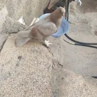 جوجه گم شده