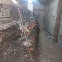 قفس مرغ تخمگذار ممبری ۲۲۰ سری در حد|لوازم جانبی حیوانات|بروجرد, |دیوار