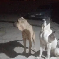 آگهی بخون|سگ|بهبهان, |دیوار