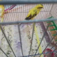 قناری رسمی بلند|پرنده|کهریزک, |دیوار