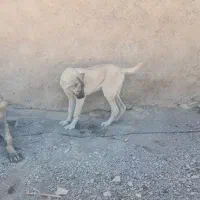 توله سگ سرابی۵ماهه|سگ|میانه, |دیوار