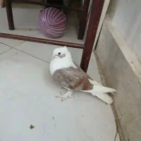 کفتر خوش نقش