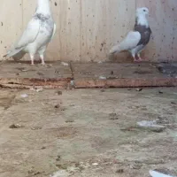 پرنده بدون خطا