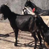 ۱۰راس بز پاکستانی ابستن سنگین(بره میش‌گ‌سفند)|حیوانات مزرعه|قم, آرامستان بهشت معصومه|دیوار