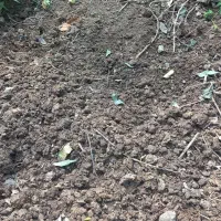 فروش کود حیوانی گاو|خدمات باغبانی و درختکاری|املش, |دیوار