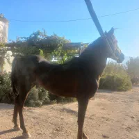 اسب نریان کرد|اسب و تجهیزات اسبسواری|مهریز, |دیوار