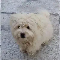 سگ پا کوتاه