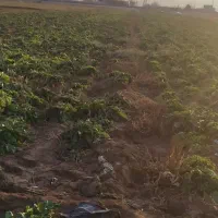 چغندر دامی|حیوانات مزرعه|قوچان, |دیوار