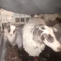 میش بره رومانف خالص