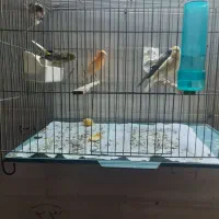 قناری رسمی|پرنده|رباطکریم, انجم آباد|دیوار