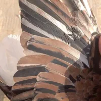 کفتر|پرنده|نیشابور, شهرک اندیشه|دیوار