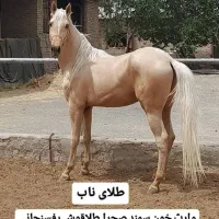 نریون ترکمن