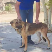 سگ ژرمن اصل|سگ|کازرون, |دیوار