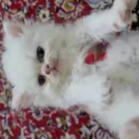 گربه پرشین سفید و بلو