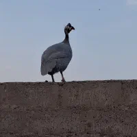 فروشی زیر قیمت توافقی