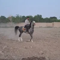 اسب آذوقه تیمار و رسیدگی حیوانات،سوارکار  رایگان