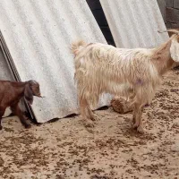 بز جوان با کهره نر