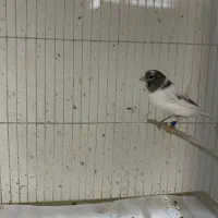 قناری|پرنده|مشهد, طلاب|دیوار