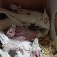 آلبینو|پرنده|شبستر, |دیوار