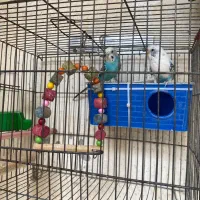 یک جفت مرغ عشق