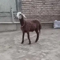 دوعددبره نرقوچی شیشک