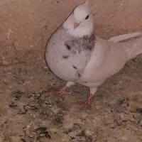 کبوتر|پرنده|بهبهان, |دیوار