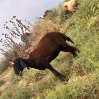 گوسفند و بره|حیوانات مزرعه|سرخنکلاته, |دیوار