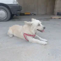 فروش توله پامر