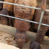 قوچ همو|حیوانات مزرعه|کویرات, |دیوار